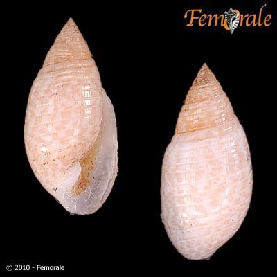 Pupa tessellata