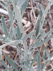 Chenopodium leptophyllum