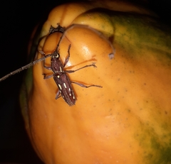 Ambonus distinctus