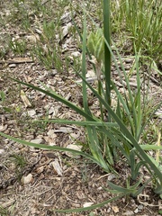 Iris missouriensis