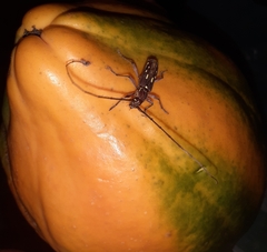 Ambonus distinctus