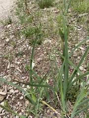 Iris missouriensis