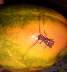 Ambonus distinctus