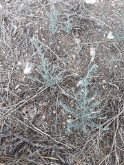 Chenopodium leptophyllum