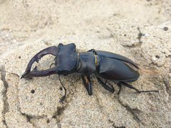 Lucanus cervus turcicus
