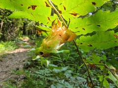 Tanna sozanensis