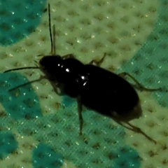 Stenolophus ochropezus