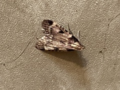 Aglossa costiferalis