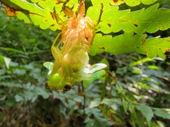 Tanna sozanensis