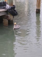 Pelecanus occidentalis