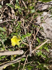 Haplophyton crooksii