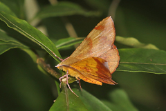 Hyperythra