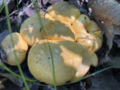Cantharellus phasmatis
