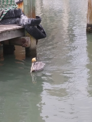 Pelecanus occidentalis