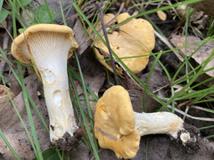 Cantharellus phasmatis