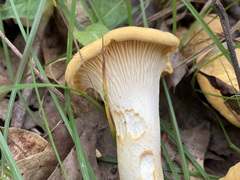 Cantharellus phasmatis