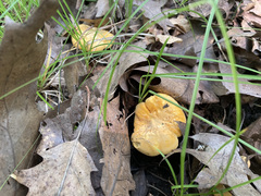 Cantharellus phasmatis