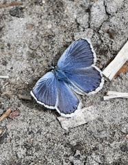 Plebejus anna