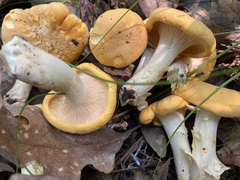 Cantharellus phasmatis