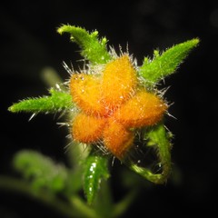 Caiophora contorta