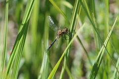 Leucorrhinia glacialis
