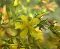 Hypericum fasciculatum