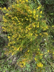 Hypericum fasciculatum