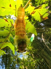 Tanna sozanensis