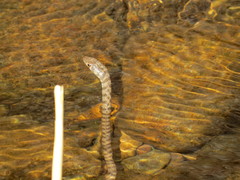 Platyceps rhodorachis