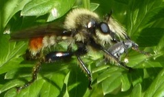 Laphria fernaldi