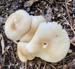 Entoloma