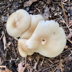 Entoloma