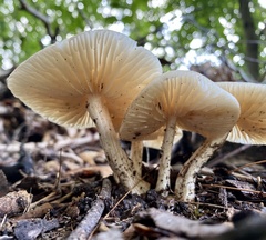 Entoloma