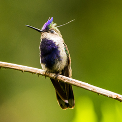 Stephanoxis loddigesii