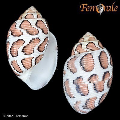Barrel Bubble Snails