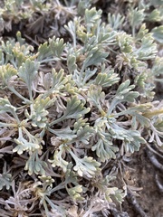 Artemisia capitata