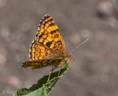 Phyciodes pallida