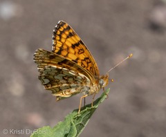 Phyciodes pallida