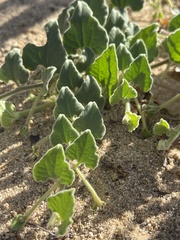 Aristolochia peninsularis