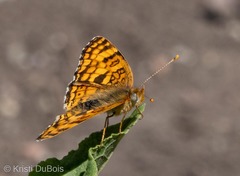 Phyciodes pallida