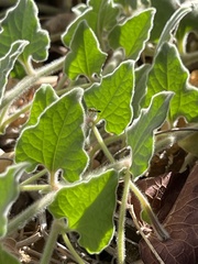 Aristolochia peninsularis