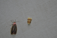 Acleris curvalana
