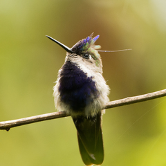 Stephanoxis loddigesii