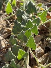 Aristolochia peninsularis