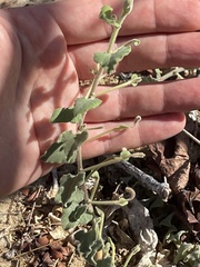 Aristolochia peninsularis