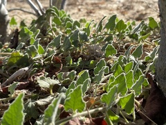 Aristolochia peninsularis