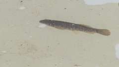 Umbra limi