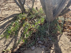 Aristolochia peninsularis