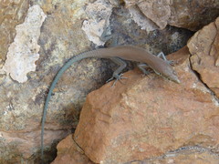Blue-Tailed Oman Lizard photo 4