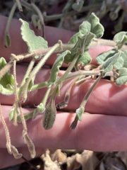 Aristolochia peninsularis